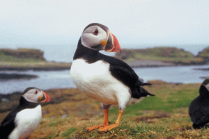 Atlantic Puffin